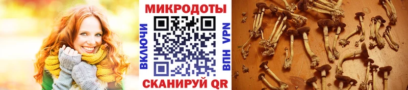 где можно купить наркотик  Карачаевск  Галлюциногенные грибы прущие грибы 